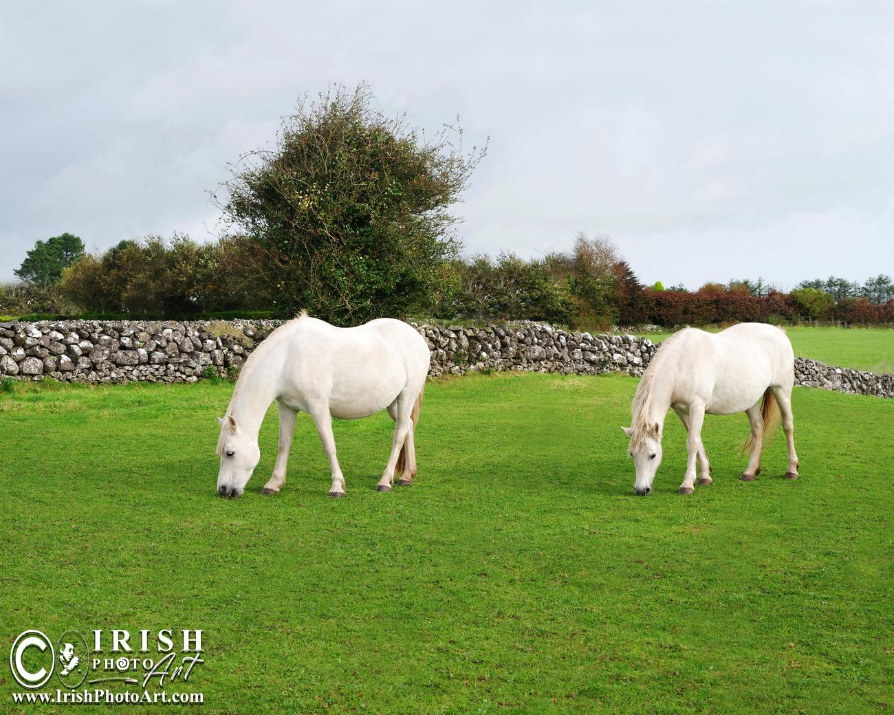 Milly & Nicole - thorough bred Connemara mares - grazing in Galway