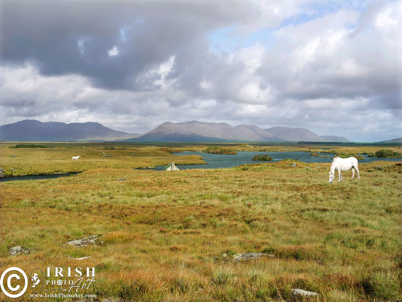 Majestic Connemara Ponies roaming rugged Galway landscape