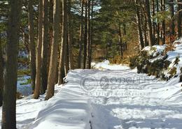 The Many Snows Gallery. Glendalough Walkway 1980 - Co. Wicklow