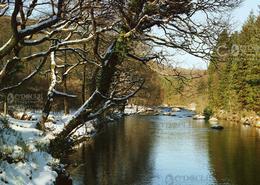 The Many Snows Gallery. The Avonmore River at Laragh - Co. Wicklow