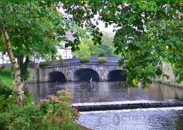 The Westport Gallery. Visiting Heron in Westport - Co. Mayo