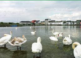 The Galway Gallery. The Claddagh 1996, Galway City  