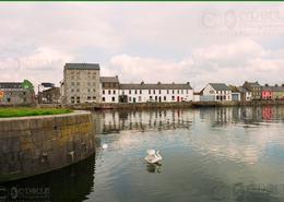 The Galway Gallery. Swans playing at The Claddagh - Galway City