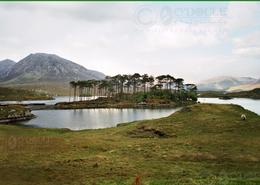 The Galway Gallery. Derryclare Pine Island,  Connemara National Park - Co. Galway 