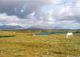 The Galway Gallery. Wild and free, Connemara ponies on the ruggad Connemara landscape