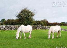 The Galway Gallery. Milly and Nicole, thoroughbred Connemara mares, grazing at Claregalway