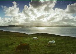 The Donegal Gallery. Bullocks Grazing near Portsalon - Co. Donegal