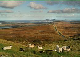 The Donegal Gallery. Surf and Turf on the Hills of Donegal