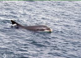 The Kerry Gallery. Fungi the Dolphin in Dingle Bay - Co. Kerry 