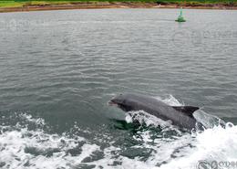 The Kerry Gallery. Swimming Alongside - Fungi the Dingle Dolphin in Co. Kerry