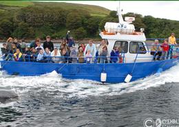 The Kerry Gallery. Fungi The Dingle Dolphin - Playing to the Visitors in Dingle Bay - Co. Kerry