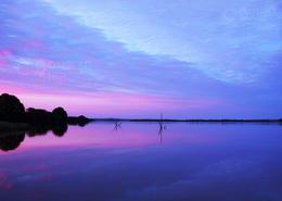 The Wexford Gallery. Water Trees