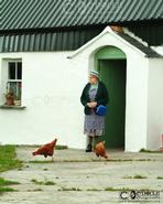 Irish photography. Spirit of the Celts. The Irish Character. Bridie Cullen from Kilmukrage, Co. Wexford - Tending to the chickens (Circa 2005) 