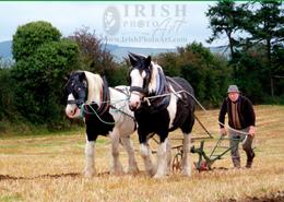 Ancient World - An Irish Heritage. All Ireland Champion Ploughman John Doran from Carnew, Co. Wicklow