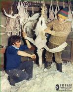 Ancient World - An Irish Heritage. Turkey Plucking Time at Kilcommon Poultry Farm  - Rathdrum, Co. Wicklow 1977