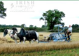 Ancient World - An Irish Heritage. The Combine Harvester Working at the Carnew Heritage Day - Co. Wicklow 2005