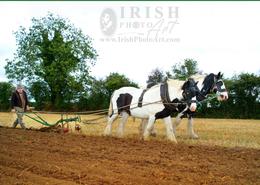 Ancient World - An Irish Heritage. The Art of Ploughing by Horse - John Doran, Carnew, Co. Wicklow