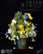 Images of The Soul - Irish Still Life Fine Art Photographs. Wild Ireland Spring