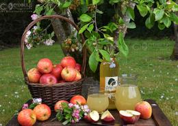 Images of The Soul - Limited Edition Irish Still Life Art Prints. 'Irish Organic Apples' A still life photograph of Irelands most versatile fruit