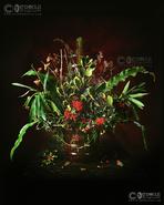 Images of The Soul - Limited Edition Irish Still Life Art Prints. 'The Holly & the Ivy'  - the wild flora of Ireland around Christmas time