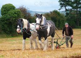 O'Doule Originals - Limited Edition Fine Art Prints. 'The Ploughman' - John Doran from Carnew in Co. Wicklow - All Ireland senior national champion