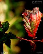 Irish photography. O Doule Originals. Limited Edition Fine Art Prints. Turning Leaf