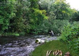 O'Doule Originals - Limited Edition Fine Art Prints. Fly fishing in Ireland for wild brown river trout 