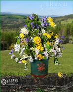 O'Doule Originals - Unique Fine Art Photographs. Wild Ireland Spring (Outdoors)