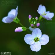 Irish Wild Flora. Cuckoo Flower- Ladies Smock (Cardamine Pratensis) 