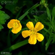 Irish Wild Flora. Creeping Buttercups (Ranunculus Acris) 