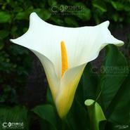 Irish Wild Flora. Calla Lilly (Zantedeschia Aethiopica) 