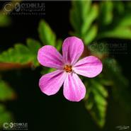 Irish Wild Flora. Herb Robert (Geranium Robertianum)  