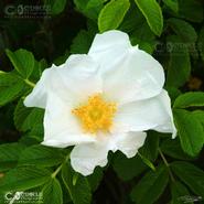 Irish Wild Flora. Field Rose - Short Styled (Rosa Pseudorusticana)