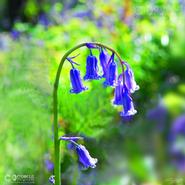 Irish Wild Flora. Blue Bells (Hyacinthoides Non Scripta) 