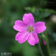 Irish Wild Flora. Homesty (Lunara Annua)  