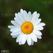 Irish Wild Flora. Oxy Daisy (Bellis Perennis Noinin)  