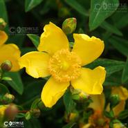 Irish Wild Flora. St John's Wort - Hidcote ( Hypercium Hidcate)  