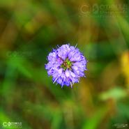 Irish Wild Flora. Field Scabious (Kautia Arvensis)