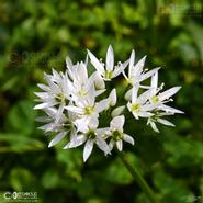 Irish Wild Flora. Ramsons - Wild Garlic (Alium Ursinum)  