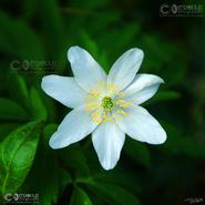 Irish Wild Flora. Greater Stitchwort (Stellaria Holostea) 