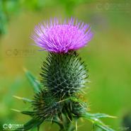 Irish Wild Flora. Spear Thistle (Cirsuim Vulgare) 