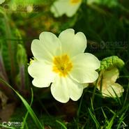 Irish Wild Flora. The Primrose (Primula Vulgaris)