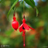 Irish Wild Flora. Wild Fushsia (Fushsia Megellanica)  