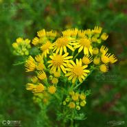 Irish Wild Flora. Ragwort - Common ( Senecio Jacobaea)