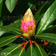 Irish Wild Flora. Budding Wild Rhodedendron