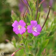 Irish Wild Flora. American Willow Herb (Epilobium Ciliatum)