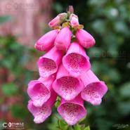 Irish Wild Flora. Foxglove (Digitalis Purpirea)