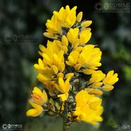 Irish Wild Flora. Irish Gorse - Furze (Alteann Gallda)   