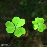 Irish photography. Irish Wild Flora. Shamrock - Hop Clover (Lesser Trefoil )