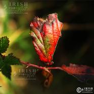 Irish Wild Flora. The Turning Leaf